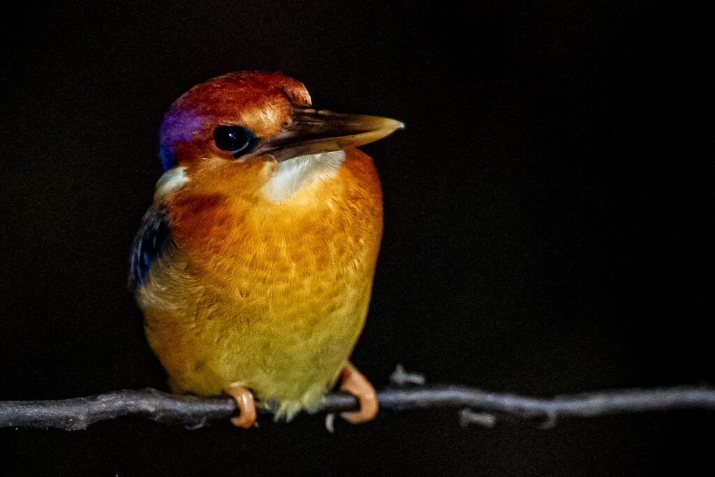 Fotosafari-Borneo-Fotoreise-706_