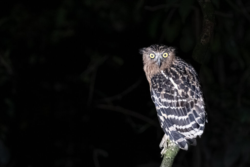 Fotosafari-Borneo-Fotoreise-707_