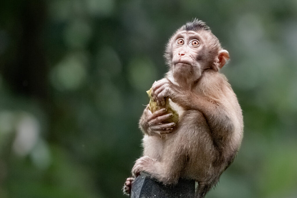 Fotosafari-Borneo-Fotoreise-710_