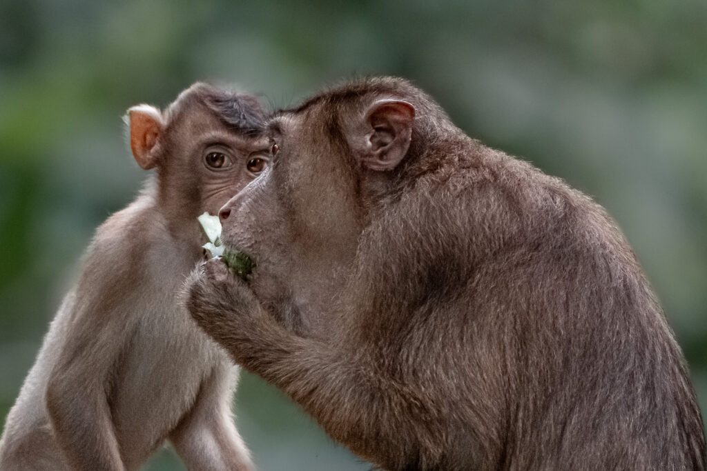 Fotosafari-Borneo-Fotoreise-711_