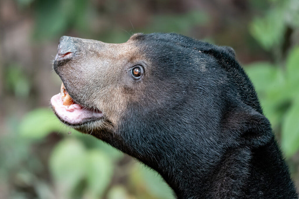 Fotosafari-Borneo-Fotoreise-714_