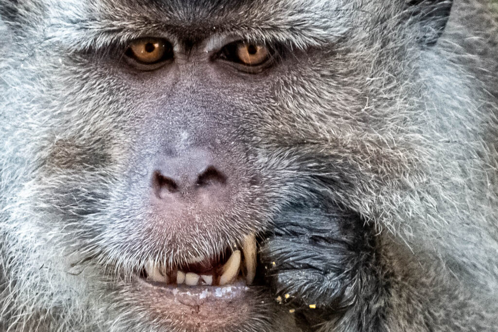 Fotosafari-Borneo-Fotoreise-716_