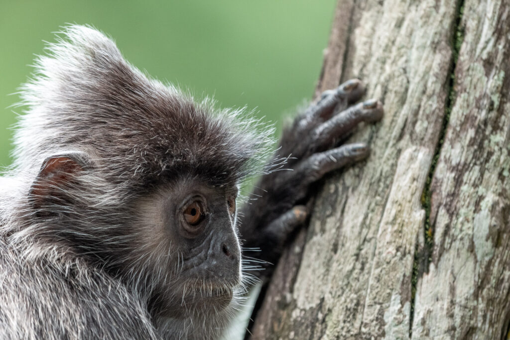 Fotosafari-Borneo-Fotoreise-718_