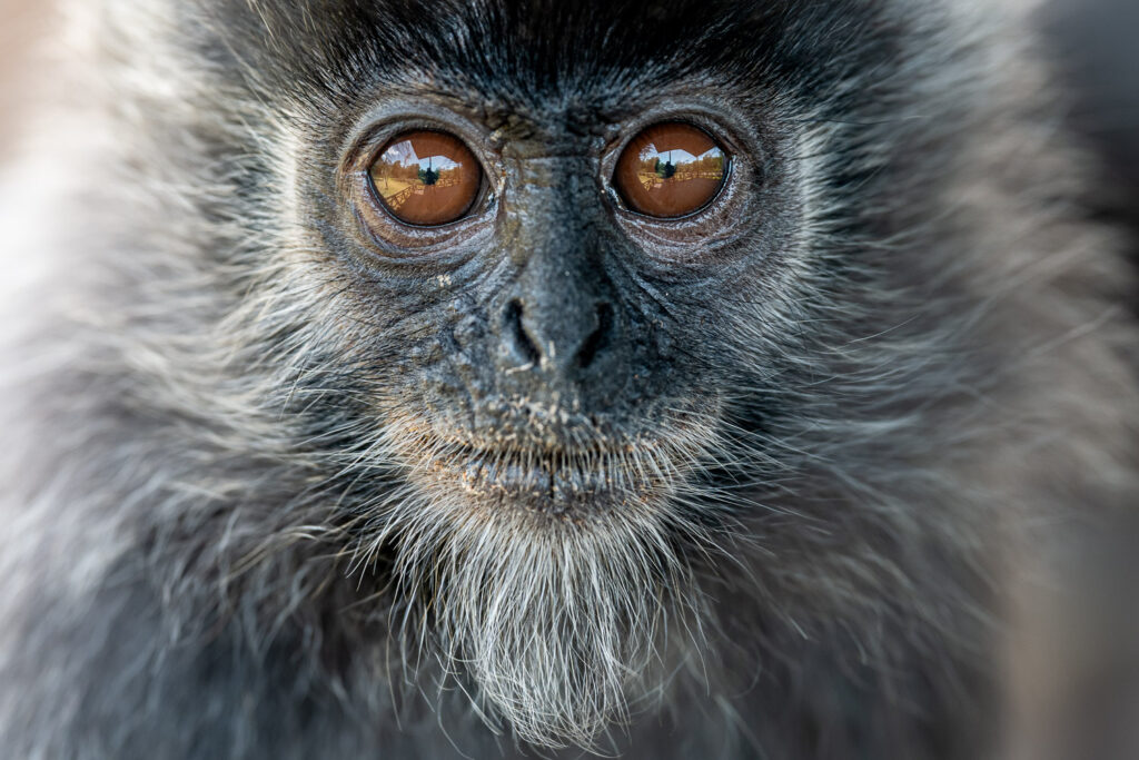 Fotosafari-Borneo-Fotoreise-719_