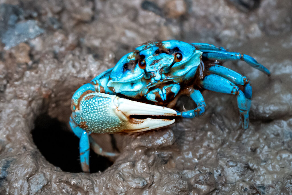 Fotosafari-Borneo-Fotoreise-720_