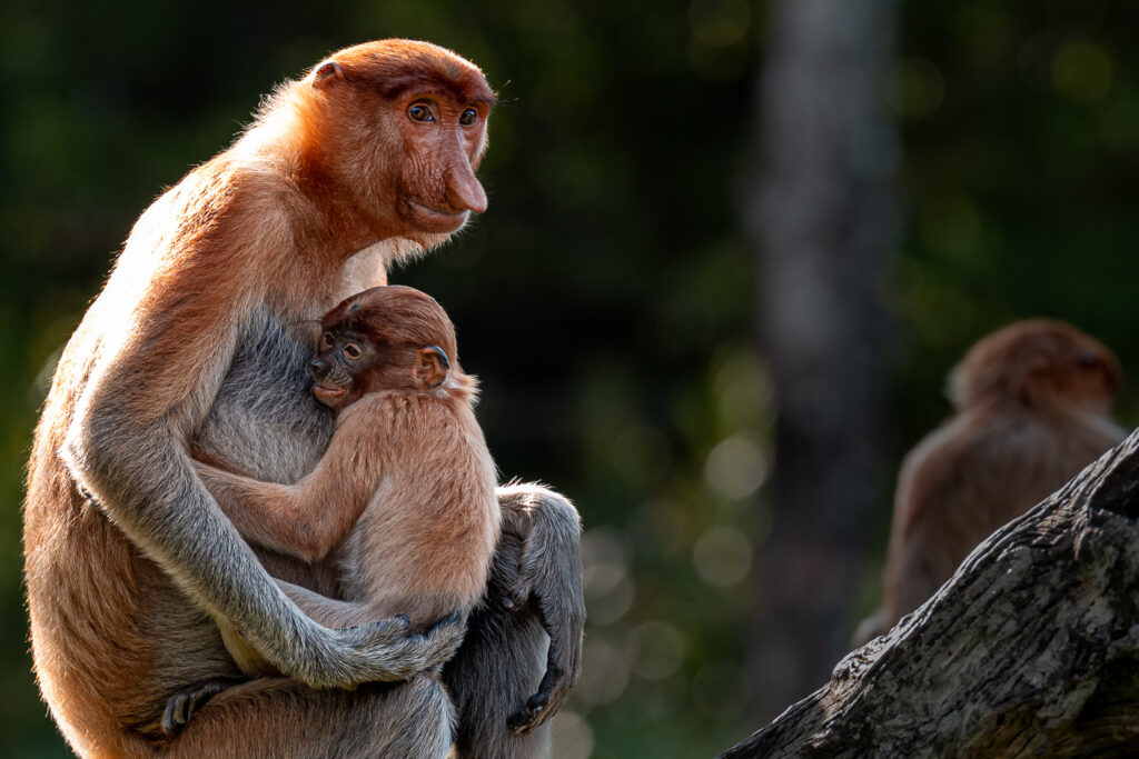 Fotosafari-Borneo-Fotoreise-721_