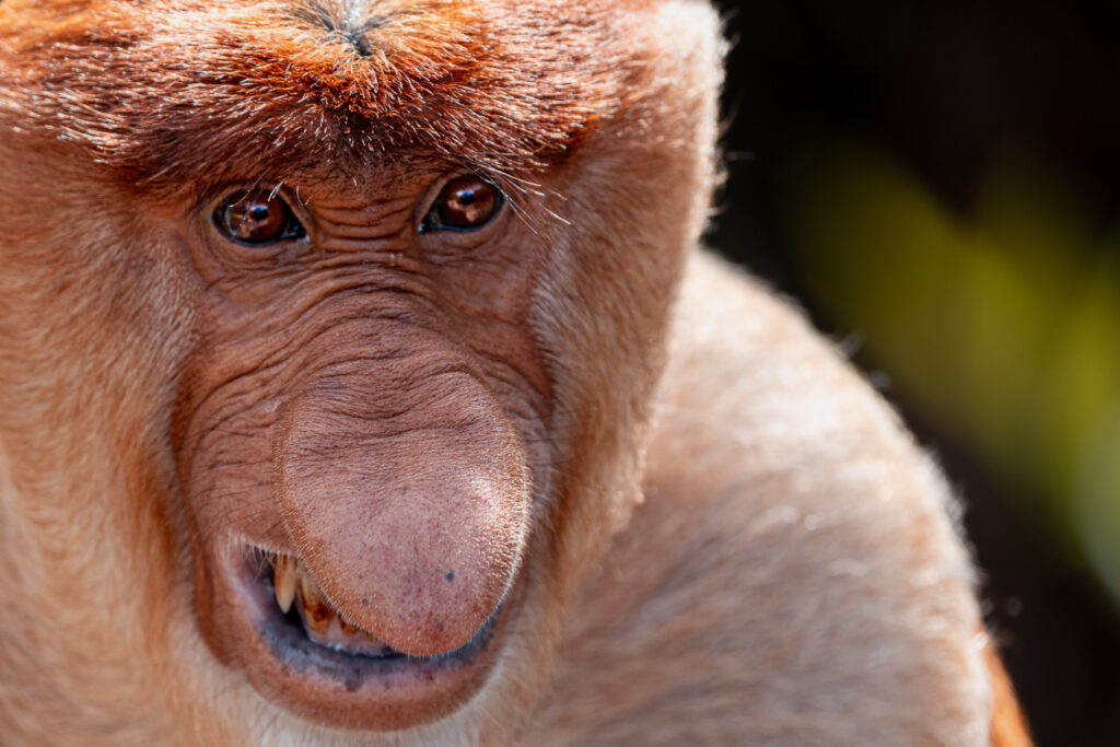 Fotosafari-Borneo-Fotoreise-722_