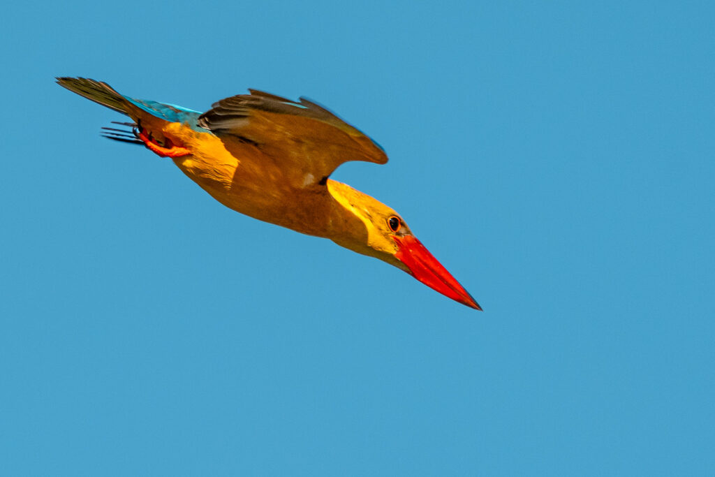 Fotosafari-Borneo-Fotoreise-724_