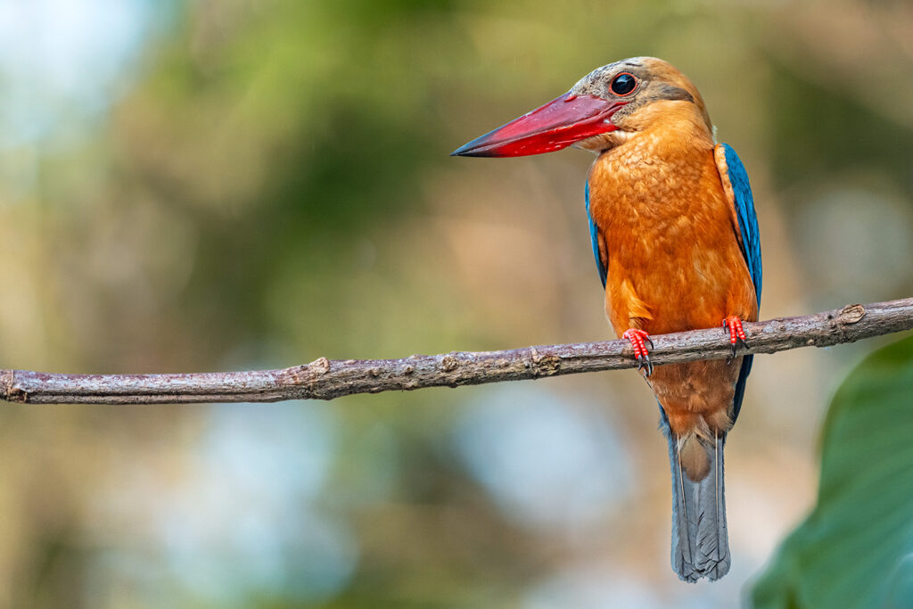 Fotosafari-Borneo-Fotoreise-725_