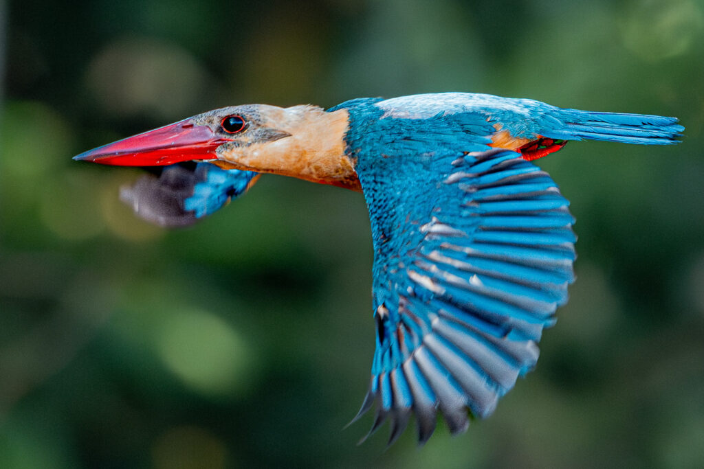 Fotosafari-Borneo-Fotoreise-726_