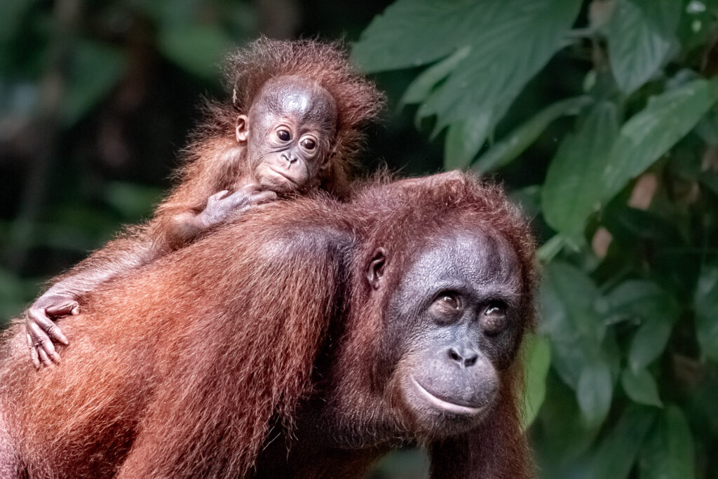 Fotosafari-Borneo-Fotoreise-727_