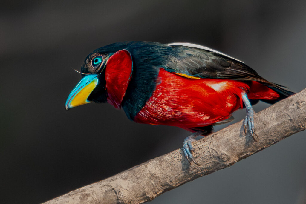 Fotosafari-Borneo-Fotoreise-730_