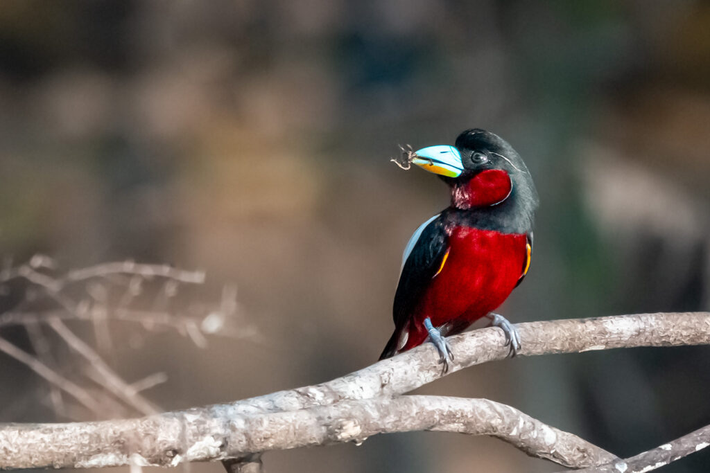 Fotosafari-Borneo-Fotoreise-731_