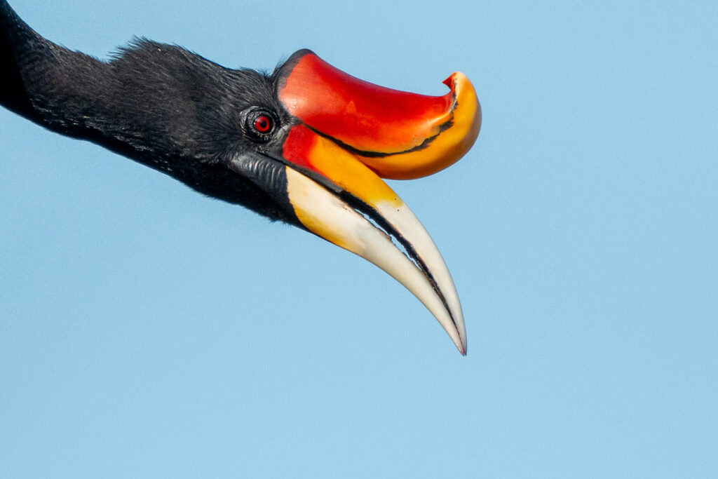 Fotosafari-Borneo-Fotoreise-733_
