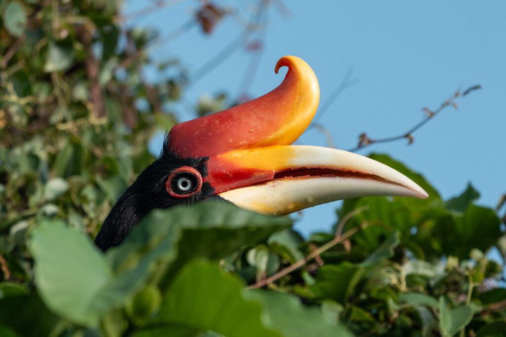 Fotosafari-Borneo-Fotoreise-734_