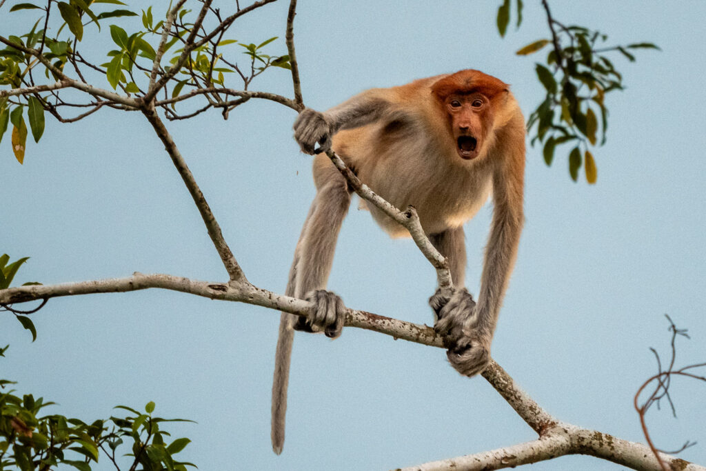 Fotosafari-Borneo-Fotoreise-736_
