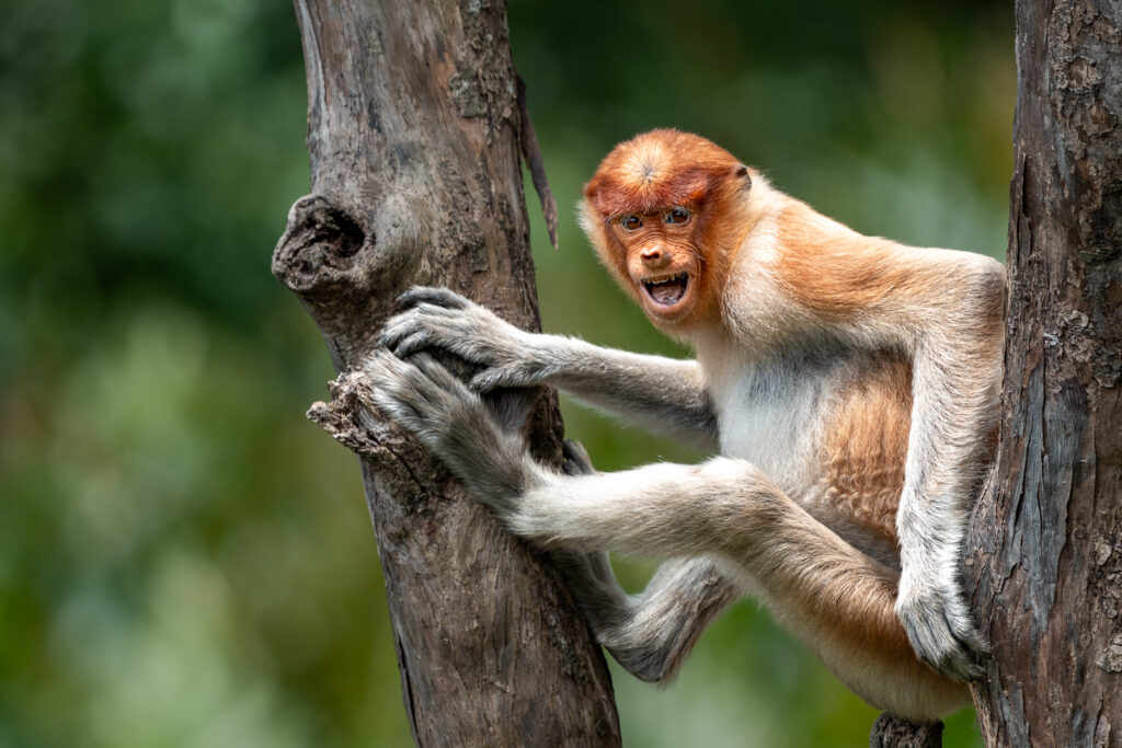 Fotosafari-Borneo-Fotoreise-737_
