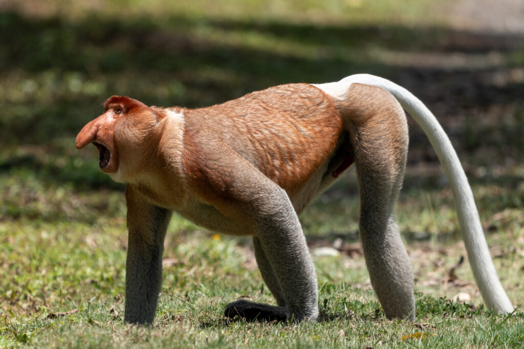 Fotosafari-Borneo-Fotoreise-738_