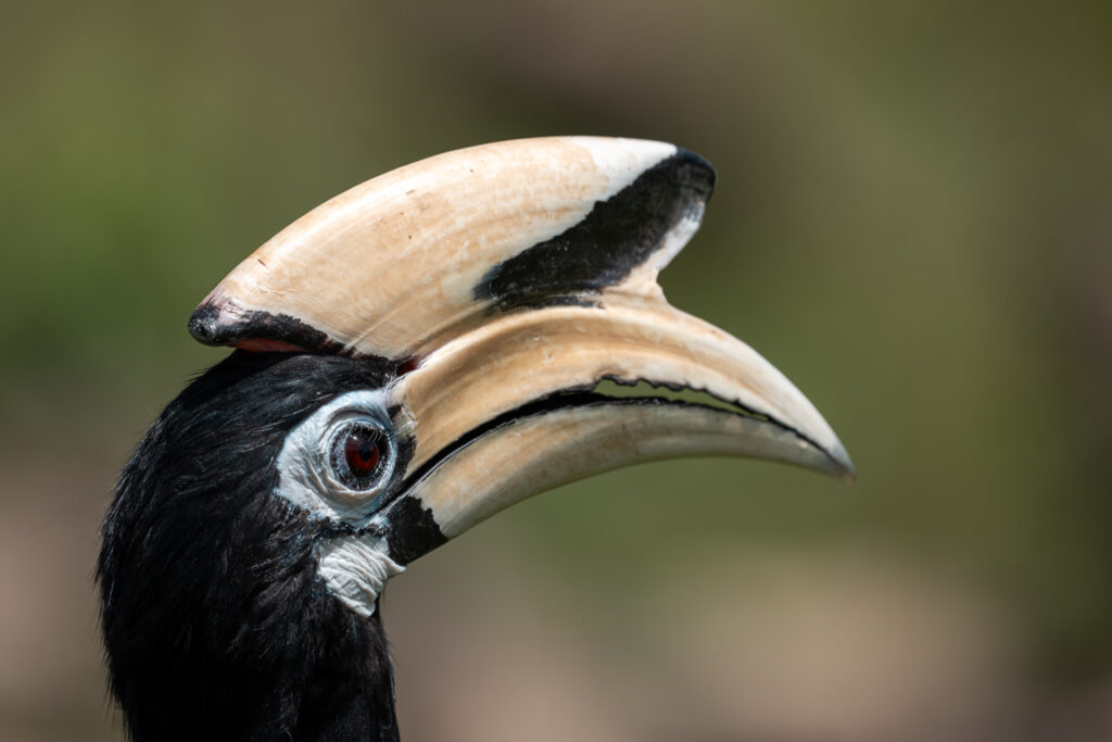 Fotosafari-Borneo-Fotoreise-739_