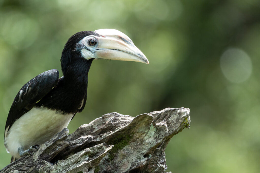 Fotosafari-Borneo-Fotoreise-740_