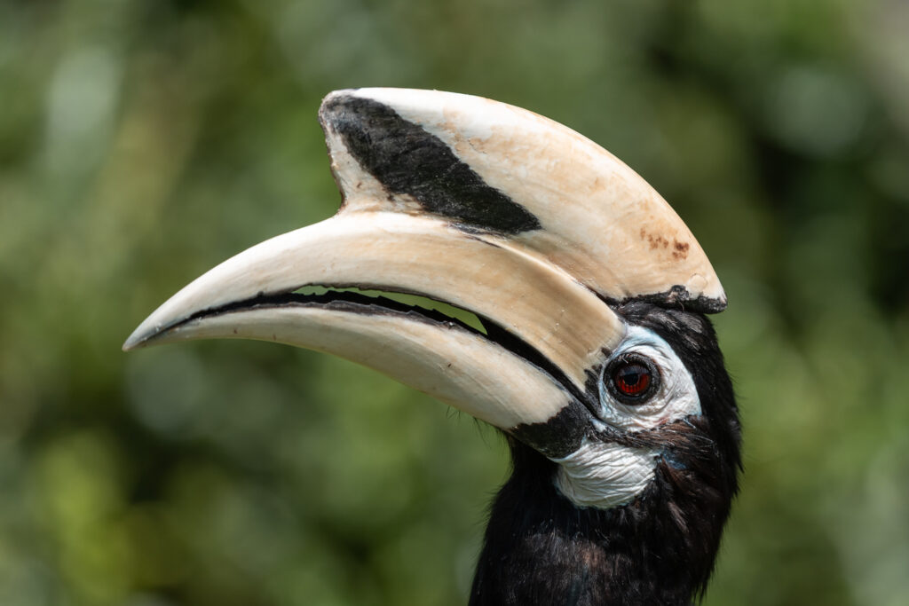 Fotosafari-Borneo-Fotoreise-741_