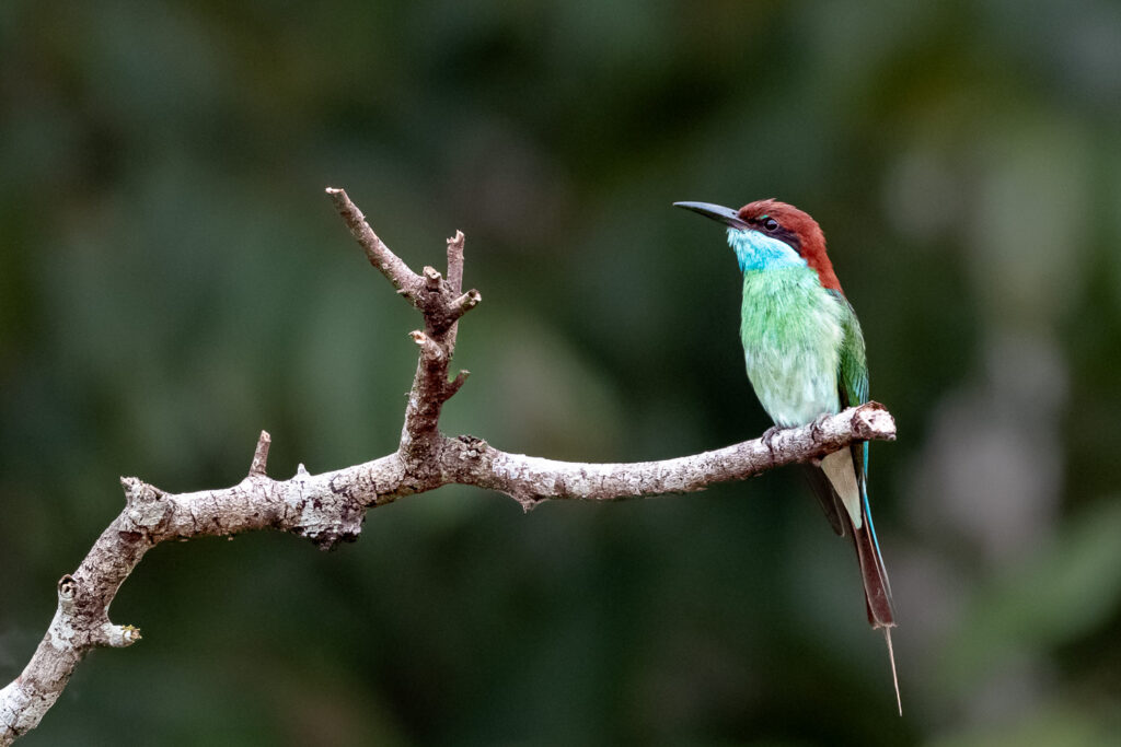 Fotosafari-Borneo-Fotoreise-743_