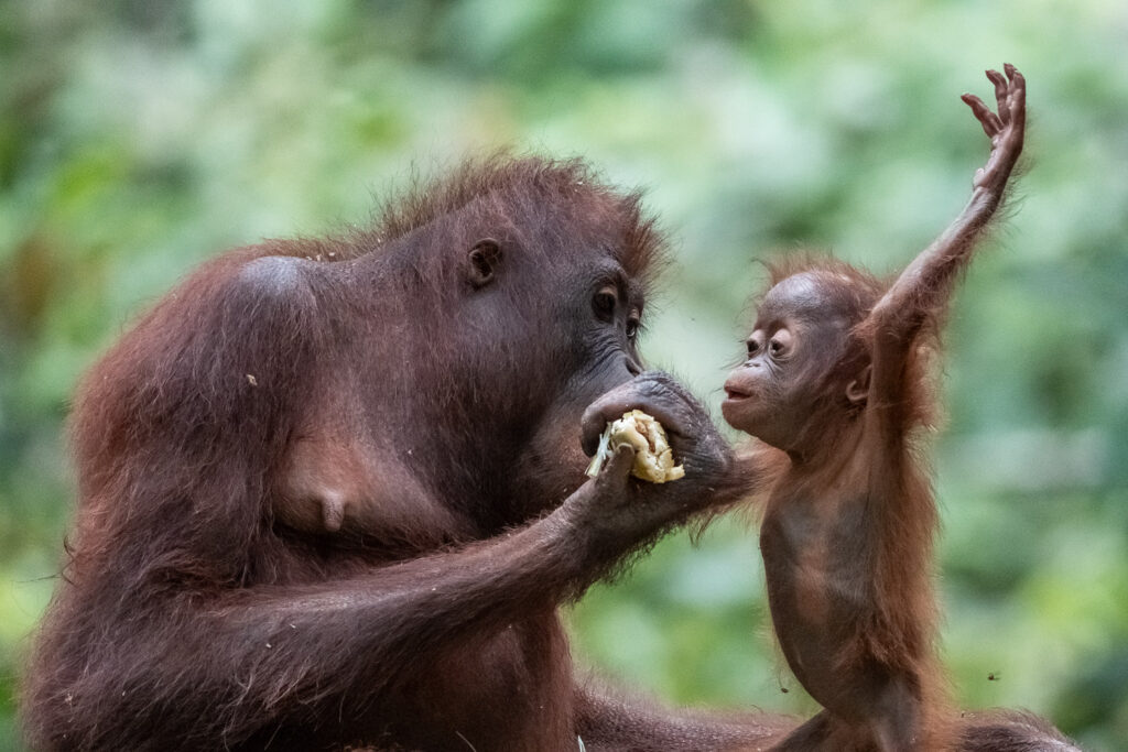 Fotosafari-Borneo-Fotoreise-745_
