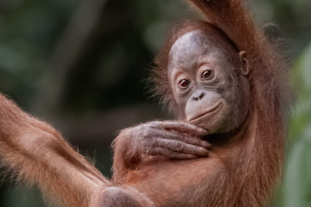 Fotosafari-Borneo-Fotoreise-746_