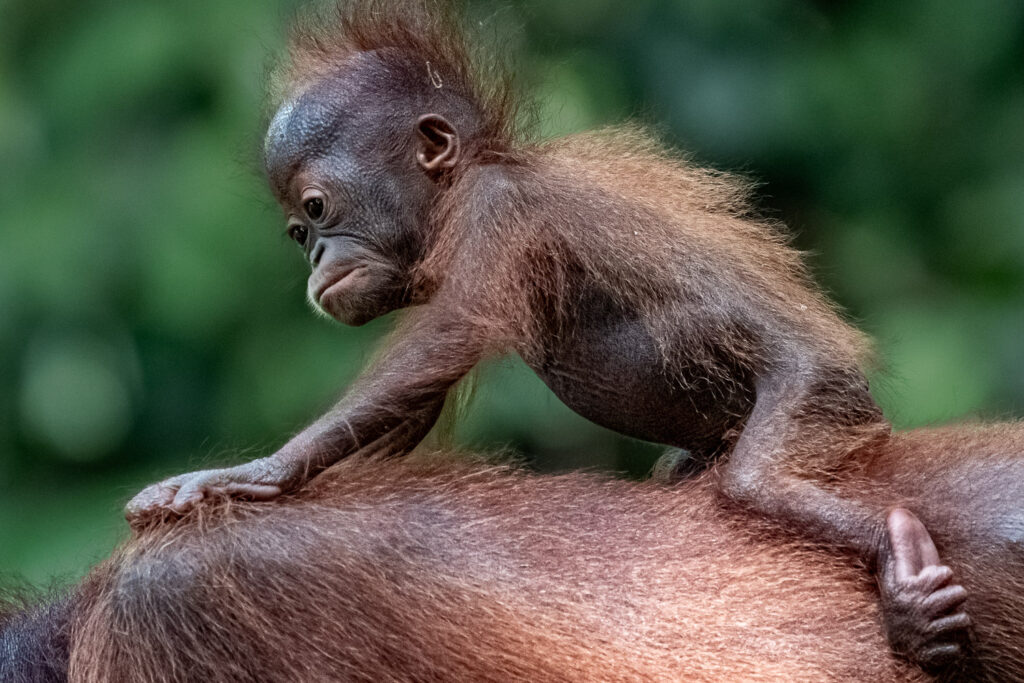 Fotosafari-Borneo-Fotoreise-747_