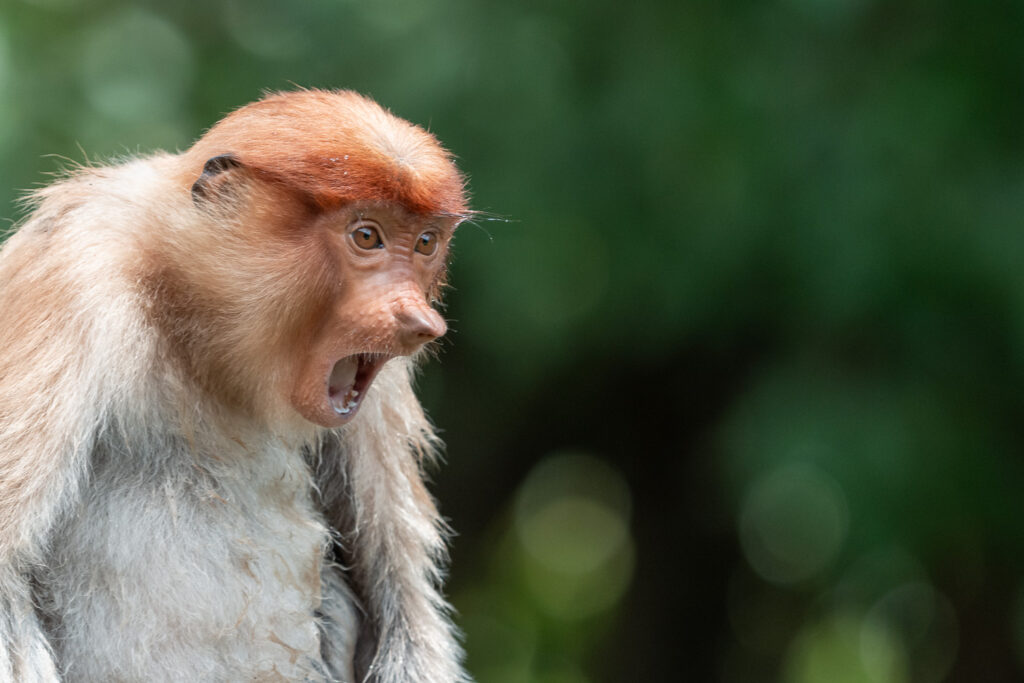 Fotosafari-Borneo-Fotoreise-749_