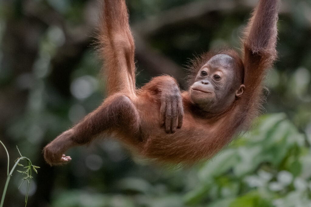 Fotosafari-Borneo-Fotoreise-751_