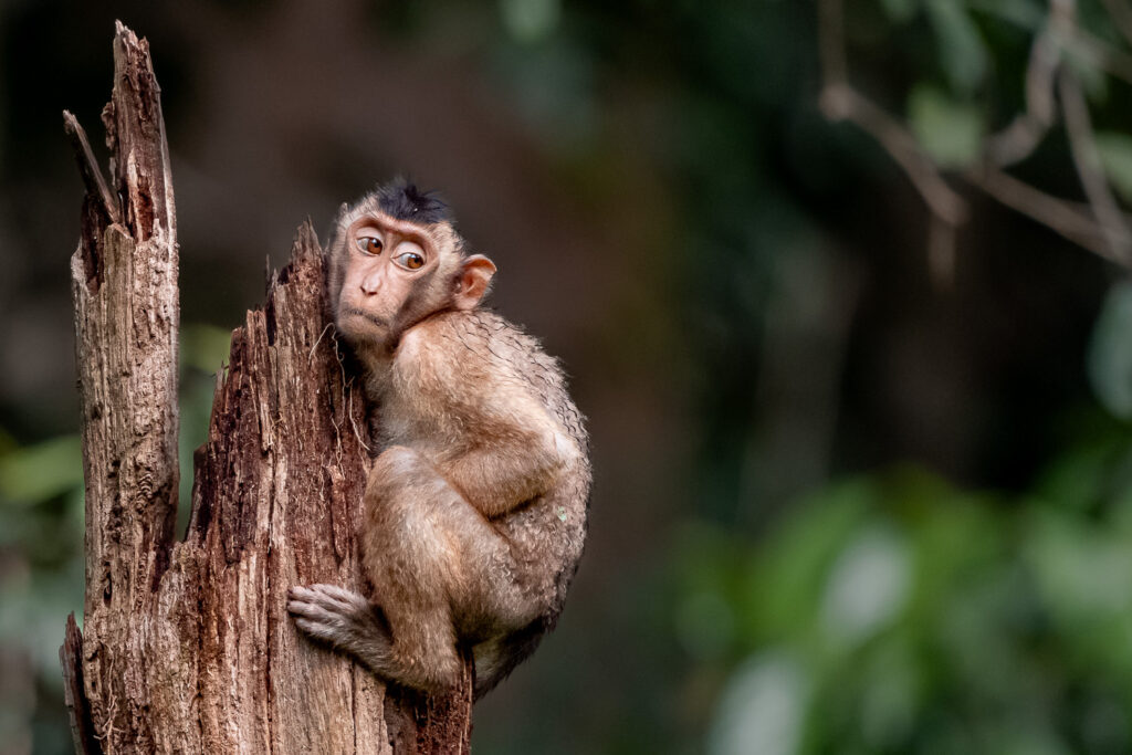 Fotosafari-Borneo-Fotoreise-752_