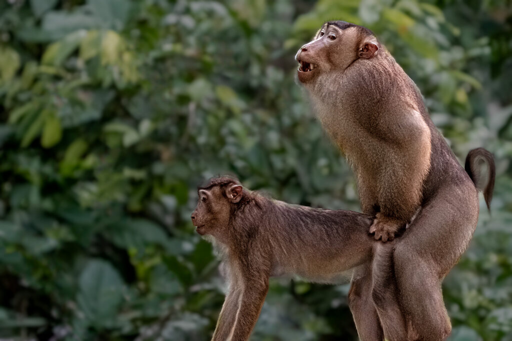 Fotosafari-Borneo-Fotoreise-753_