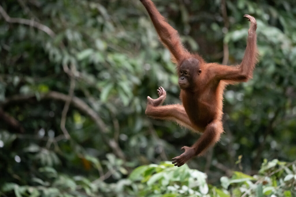 Fotosafari-Borneo-Fotoreise-754_