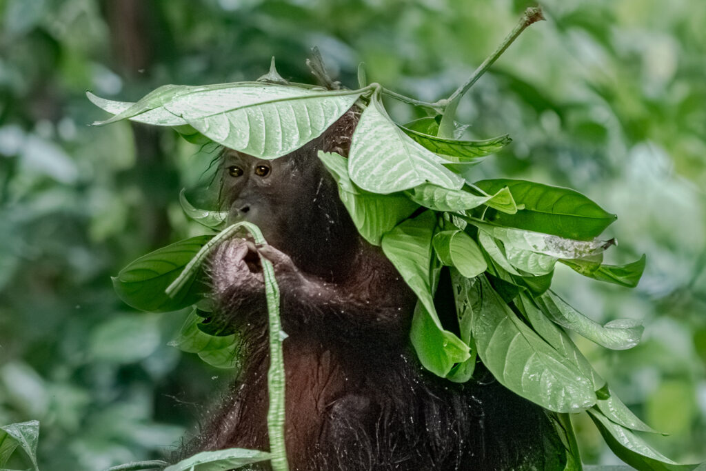 Fotosafari-Borneo-Fotoreise-755_