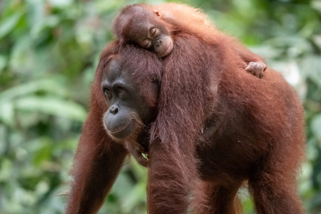 Fotosafari-Borneo-Fotoreise-756_