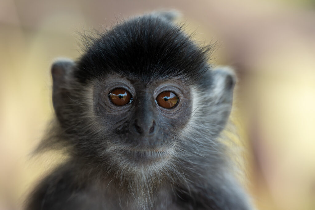Fotosafari-Borneo-Fotoreise-758_