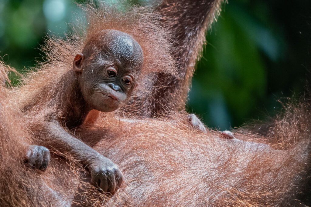 Fotosafari Orang-Utan Fotoworkshop 2