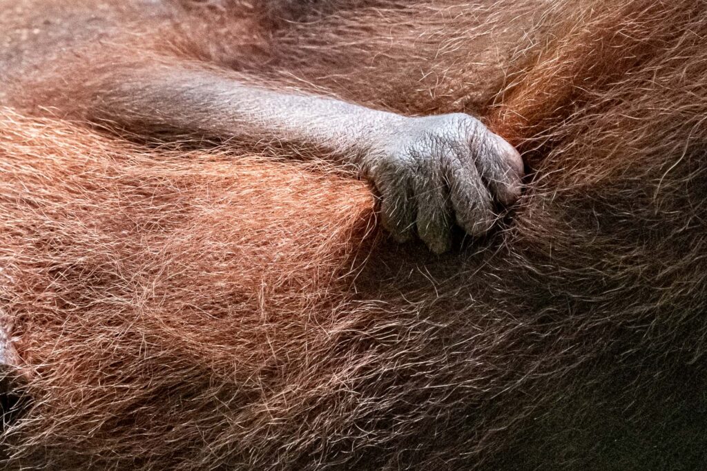 Fotosafari Orang-Utan Fotoworkshop 6