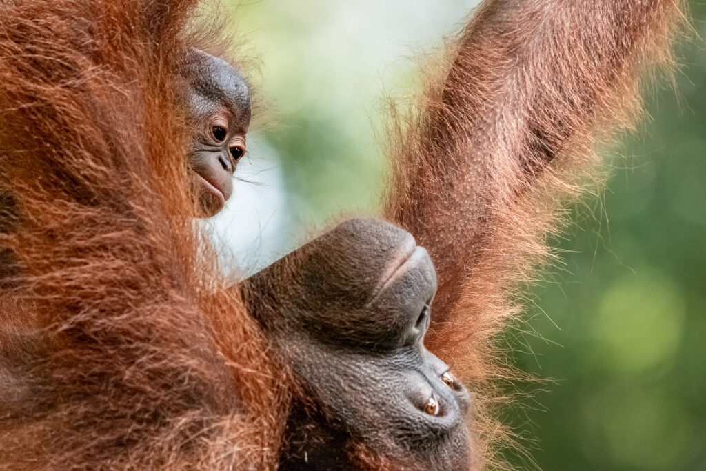 Fotosafari Orang-Utan Fotoworkshop 9