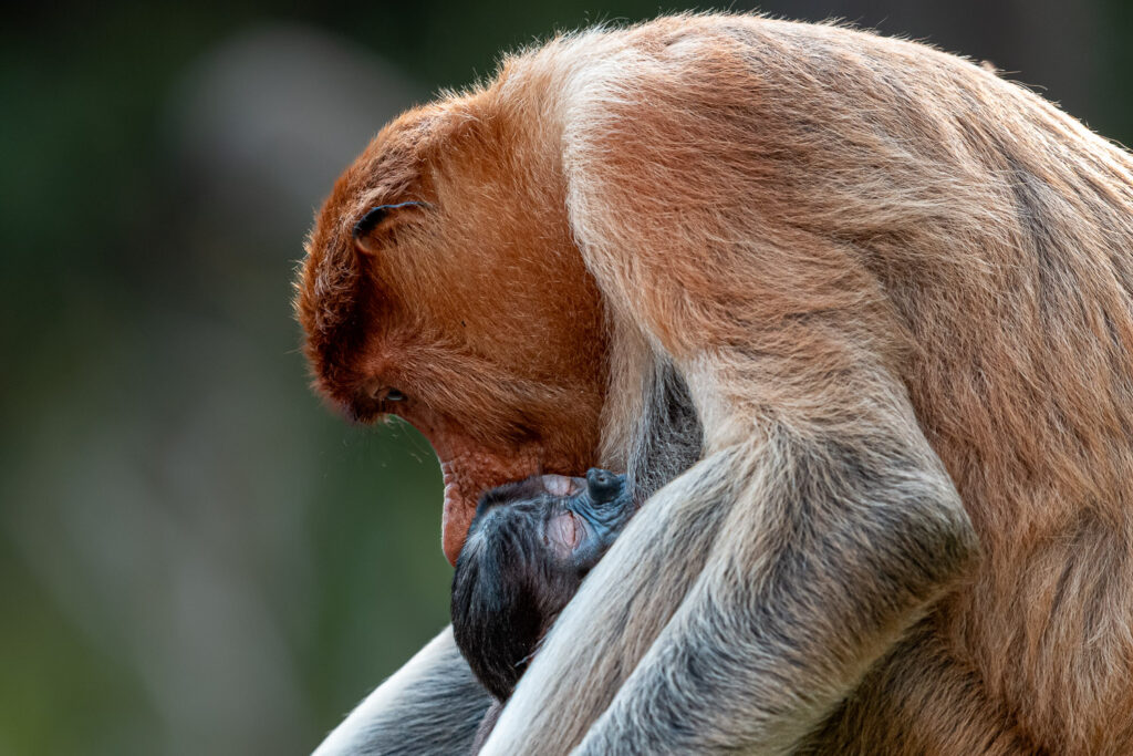 Languren Borneo Fotosafari 13