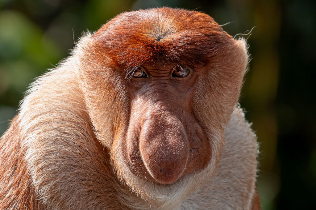 Languren Borneo Fotosafari 28