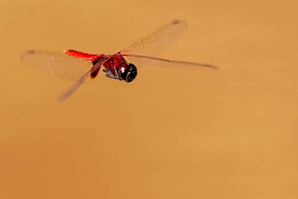 Libelle_11_05_2025_01