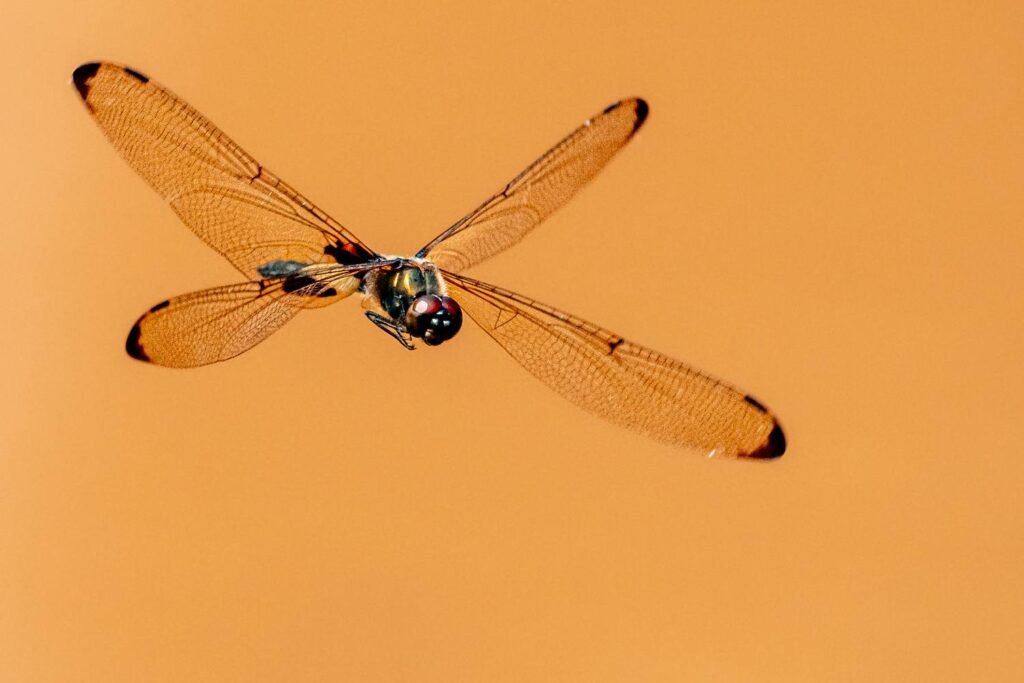 Libelle_11_05_2025_05