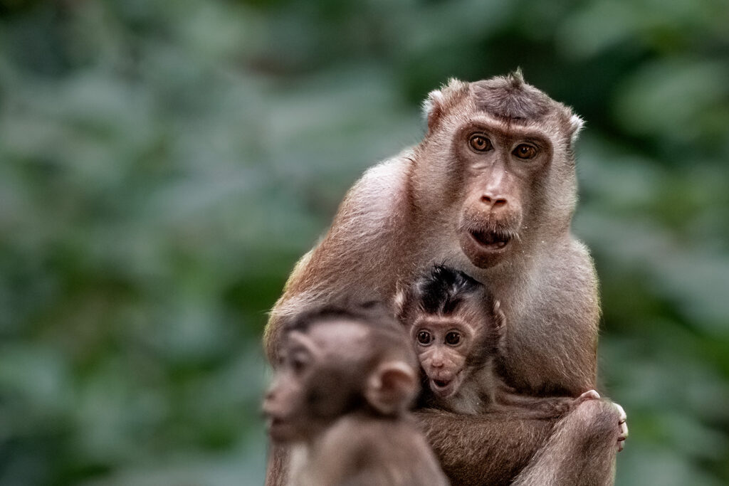 Makaken_14_05_2025_14