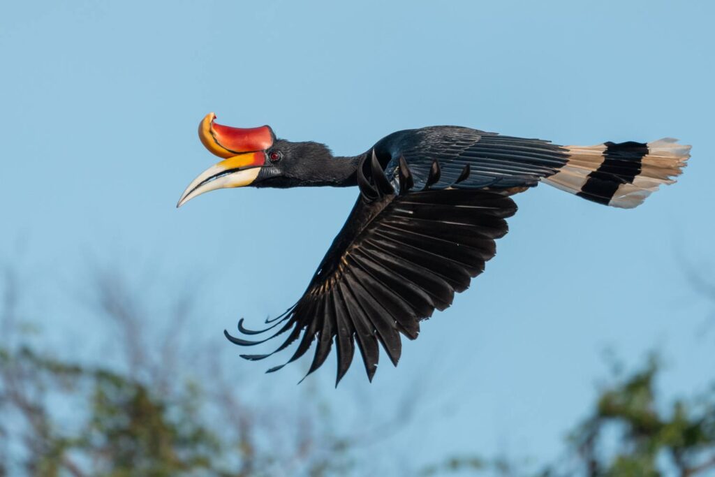 Nashornvogel_12_05_2025_03