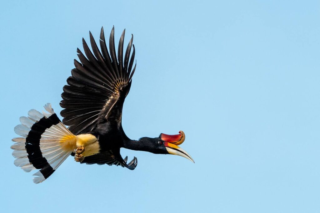 Nashornvogel_12_05_2025_04