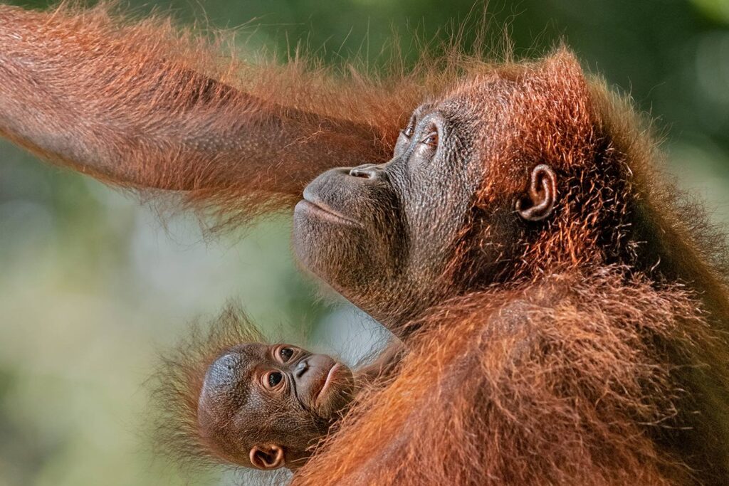 Orangutans_12_05_2025_03