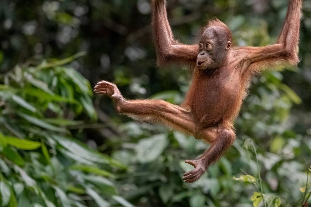 Orangutans_12_05_2025_04