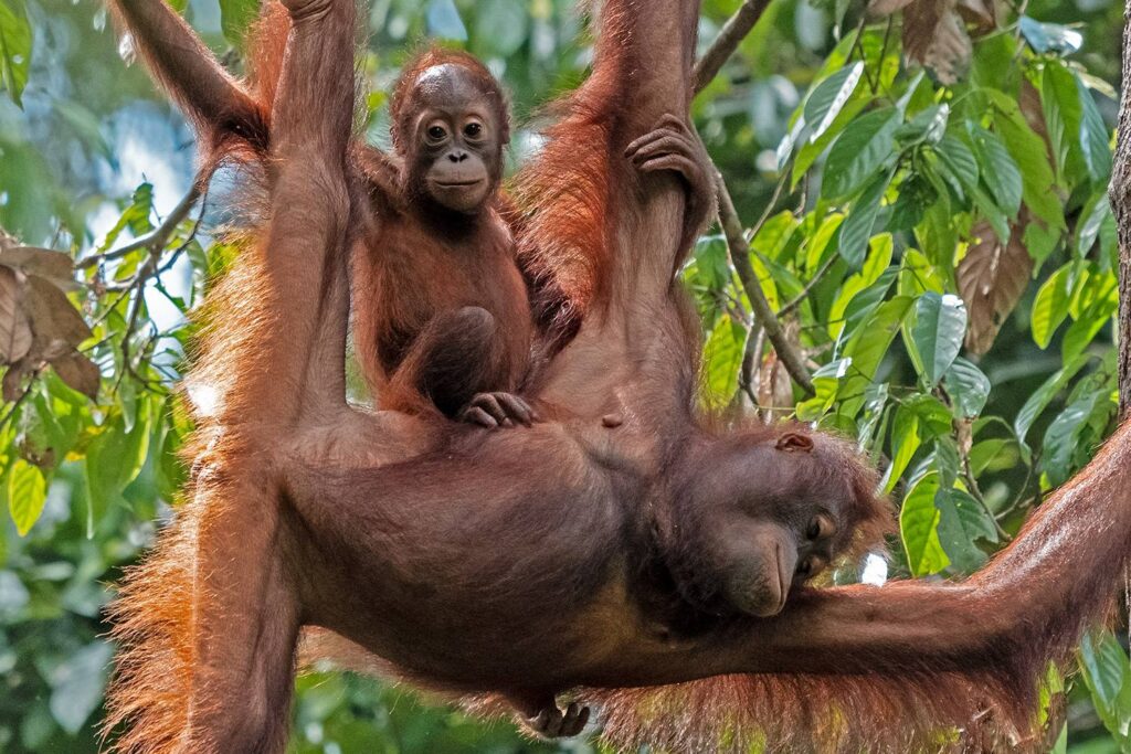 Orangutans_12_05_2025_05